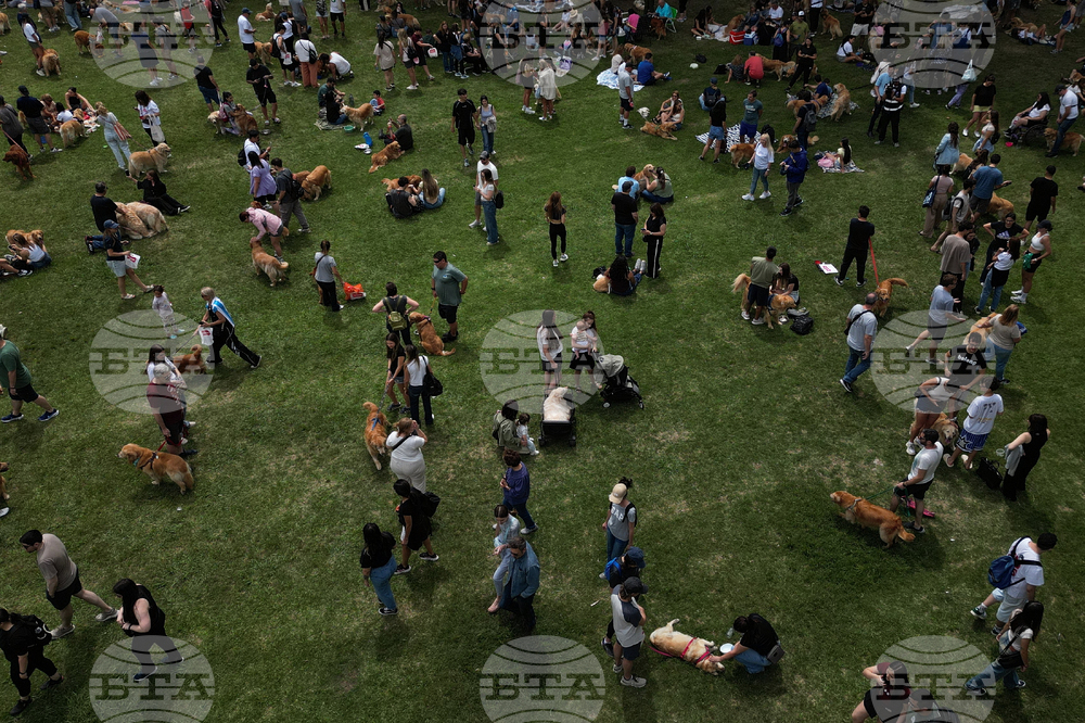 Argentina Golden Retrievers