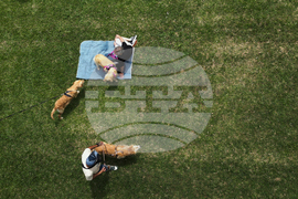 Argentina Golden Retrievers