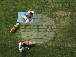 Argentina Golden Retrievers