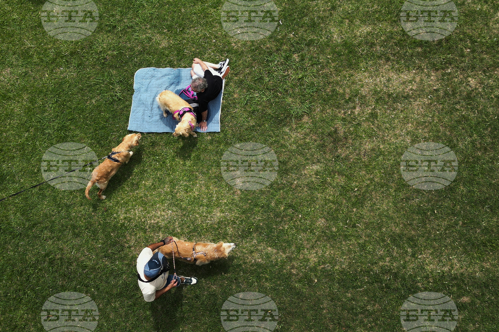 Argentina Golden Retrievers