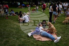 Argentina Golden Retrievers