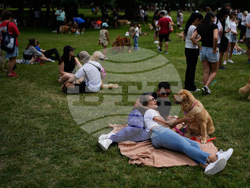 Argentina Golden Retrievers