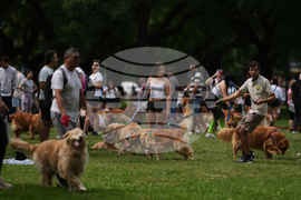 Argentina Golden Retrievers
