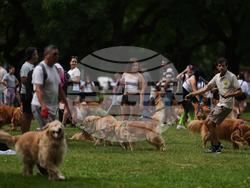 Argentina Golden Retrievers