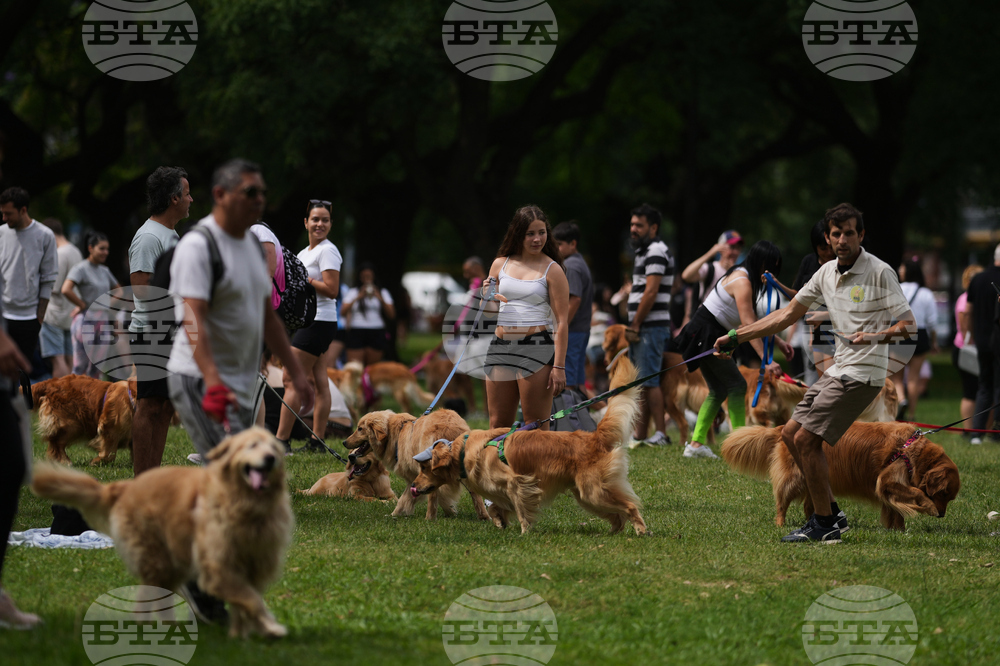 Argentina Golden Retrievers
