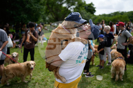 APTOPIX Argentina Golden Retrievers