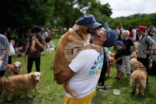 APTOPIX Argentina Golden Retrievers