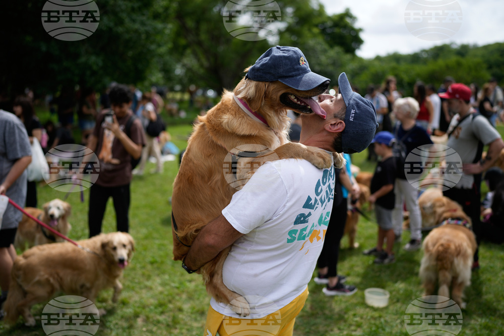 APTOPIX Argentina Golden Retrievers