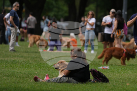 Argentina Golden Retrievers