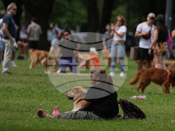 Argentina Golden Retrievers
