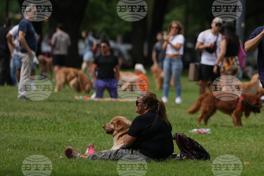 Argentina Golden Retrievers