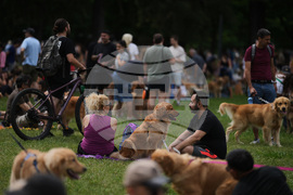 Argentina Golden Retrievers