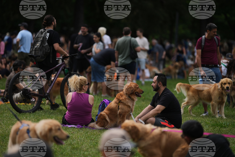 Argentina Golden Retrievers