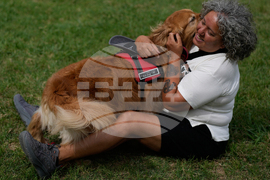 Argentina Golden Retrievers