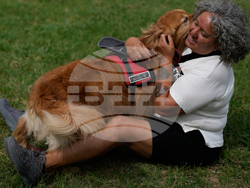 Argentina Golden Retrievers