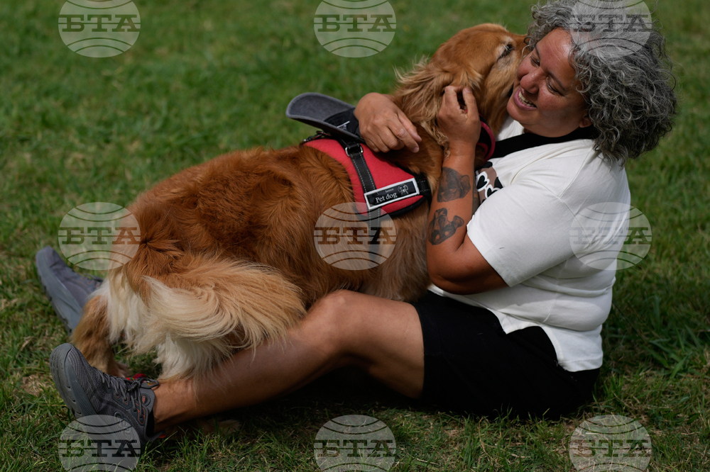 Argentina Golden Retrievers