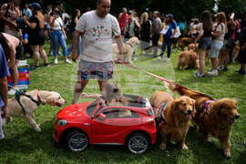 Argentina Golden Retrievers