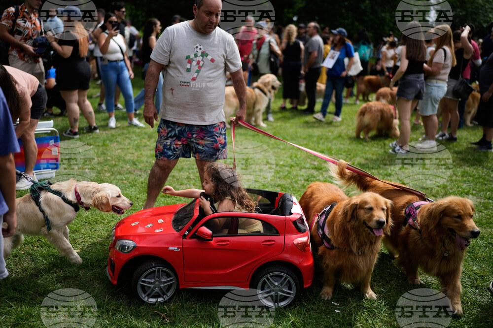 Argentina Golden Retrievers