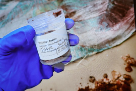 Walshe court pool images six images