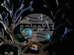 Пловдив - спектакъл „Пук“ - предпремиера