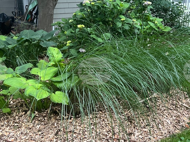 Gardening-Creating a Sanctuary