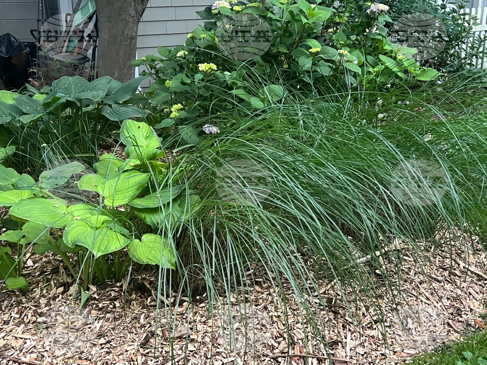 Gardening-Creating a Sanctuary