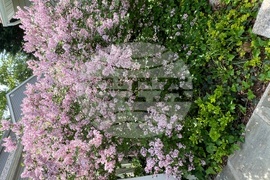 Gardening-Creating a Sanctuary