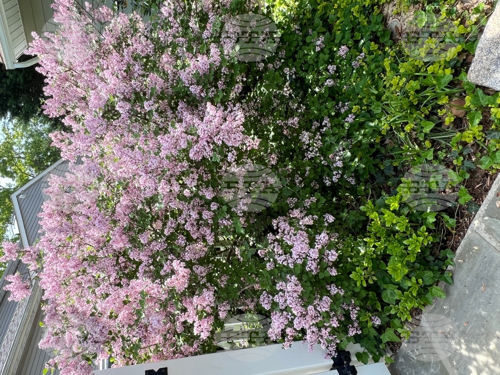 Gardening-Creating a Sanctuary