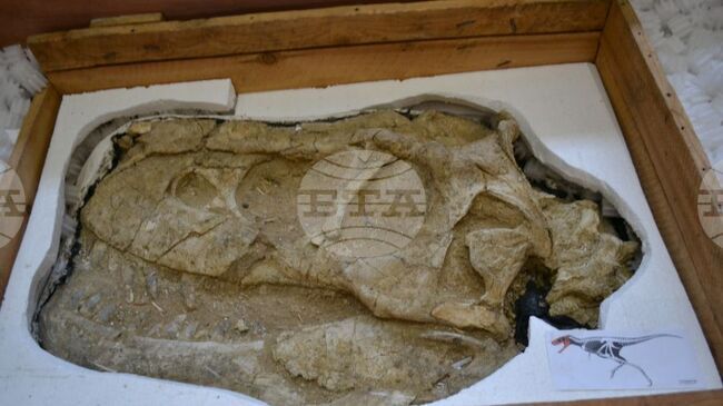 МОНЦАМЕ: В Монголия от Франция бяха върнати незаконно изнесени вкаменелости на динозаври