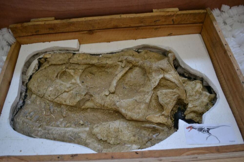 МОНЦАМЕ: В Монголия от Франция бяха върнати незаконно изнесени вкаменелости на динозаври