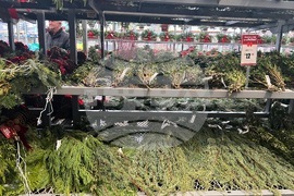 Gardening-Holiday Greenery