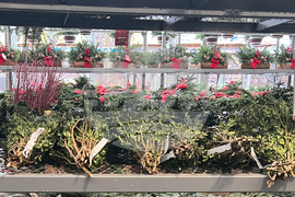 Gardening-Holiday Greenery