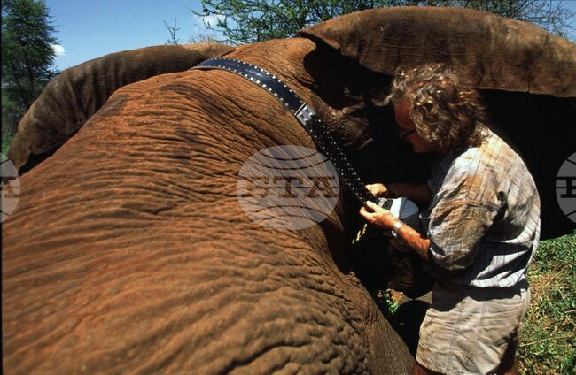 Kenya Iain Douglas Hamilton Obit