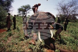 Kenya Iain Douglas Hamilton Obit