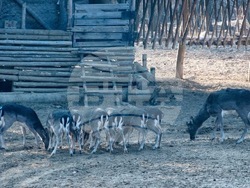 Снимка: Южноцентрално държавно предприятие – гр. Смолян