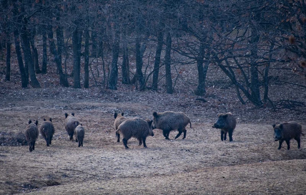 Южноцентрално държавно предприятие – гр. Смолян: Зимно подхранване на дивеча на територията на ДЛС „Женда“