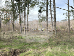 Шипка - залесяване