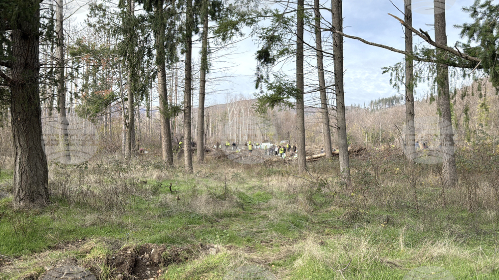 Шипка - залесяване