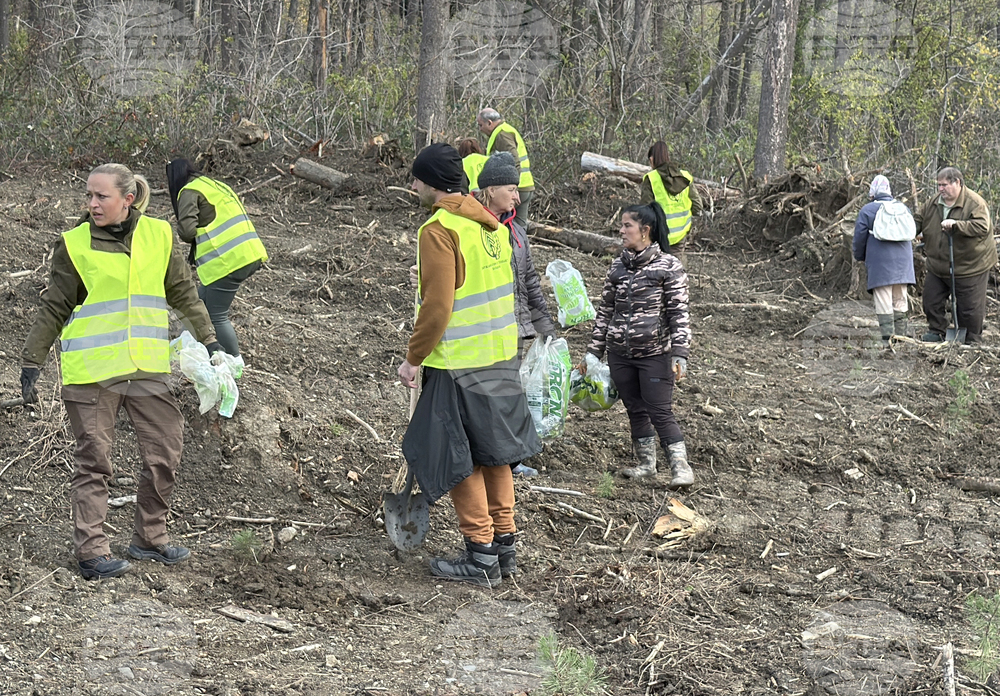 Шипка - залесяване