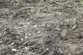 Шипка - залесяване