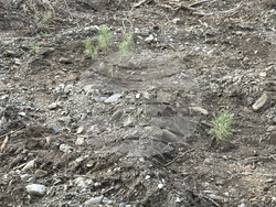 Шипка - залесяване