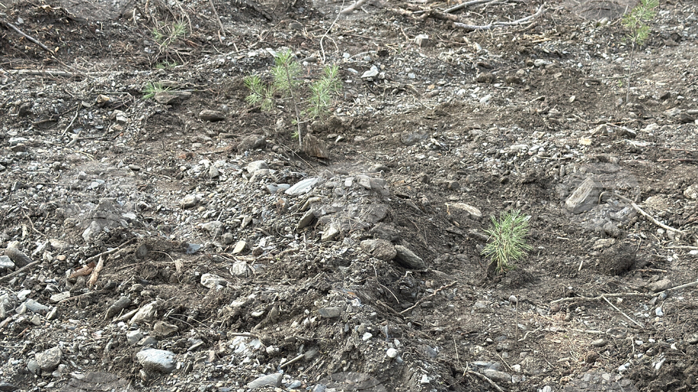 Шипка - залесяване