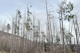 Шипка - залесяване