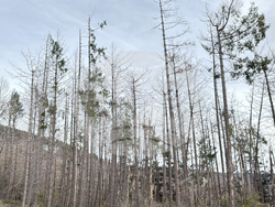 Шипка - залесяване