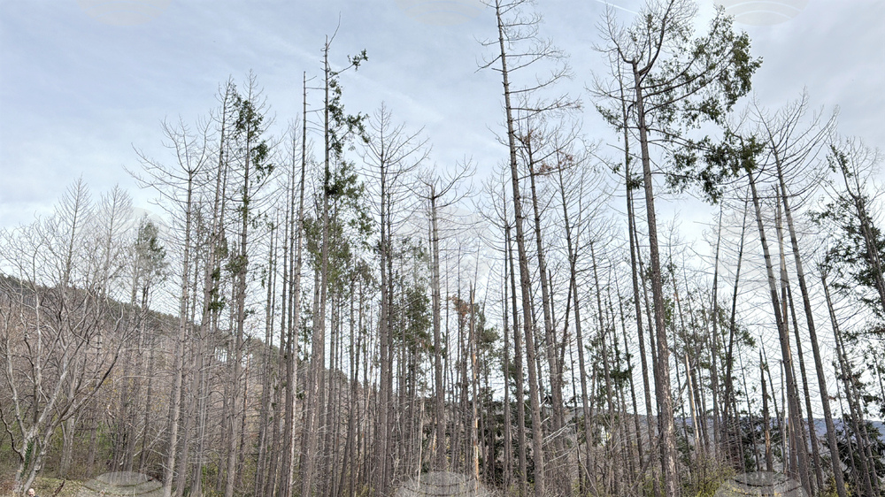 Шипка - залесяване