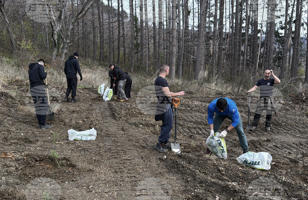 Шипка - залесяване