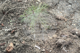 Шипка - залесяване