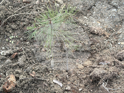 Шипка - залесяване