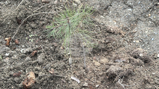 Общините Свищов и Зимнич започват изпълнението на международен проект за залесяване и намаляване на климатичните рискове