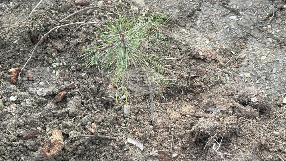 Шипка - залесяване